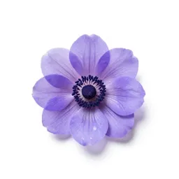 Rue anemone