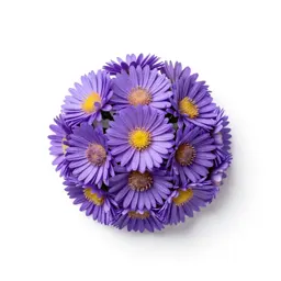 Rush aster