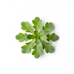 Sandwort