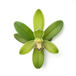 Satyr orchid