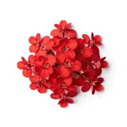 Scarlet lychnis