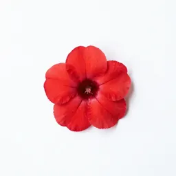 Scarlet musk flower