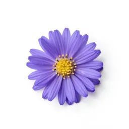 Sea aster