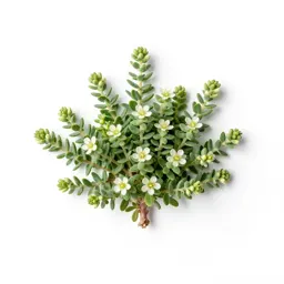 Seabeach sandwort