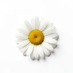 Shasta daisy