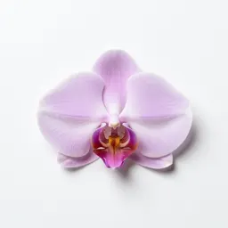 Short-spurred fragrant orchid