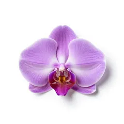 Showy orchis