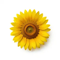 Showy sunflower