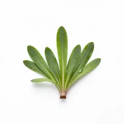 Silene