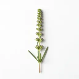 Slender centaury