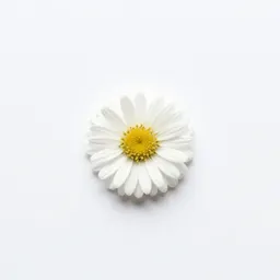 Small white aster