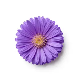 Smooth aster