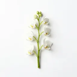 Snowy orchid