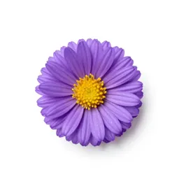 Southern aster