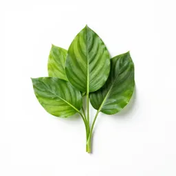 Spathiphyllum