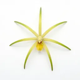 Spider orchid