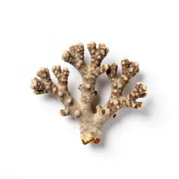 Spotted coral root