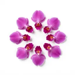 Spreading pogonia