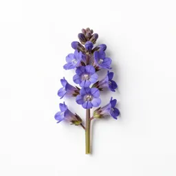 Spurred gentian