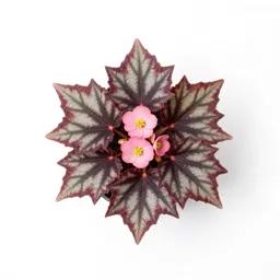 Star begonia
