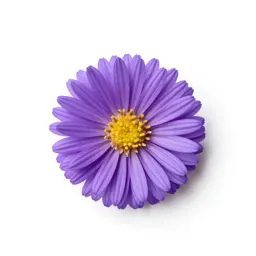 Starved aster