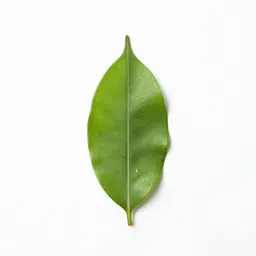 Stelis
