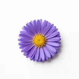 Stiff aster