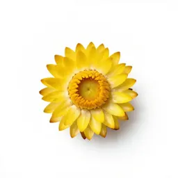 Strawflower