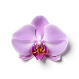 Stream orchid