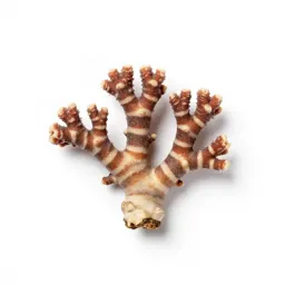 Striped coral root
