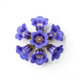 Striped gentian