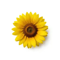 Swamp sunflower