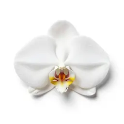 Swan orchid