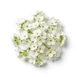 Sweet alyssum