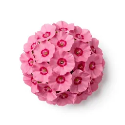 Sweet William