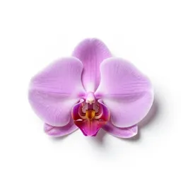 Tangle orchid