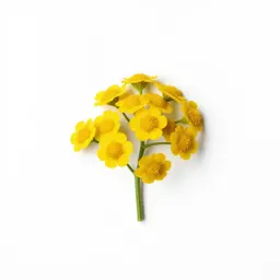 Tansy