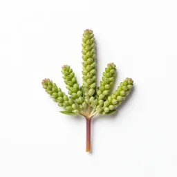 Thimbleweed