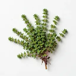 Thyme-leaved sandwort