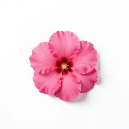 Treasure flower