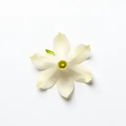 Tuberose