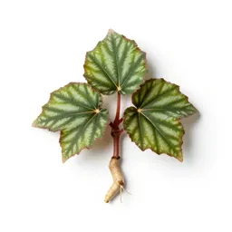 Tuberous begonia