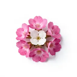 Tufted centaury