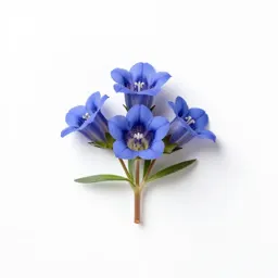 Tufted gentian
