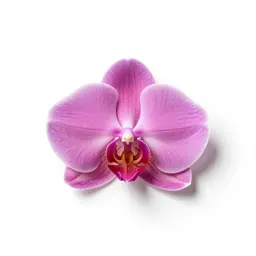 Tulip orchid