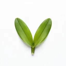 Twayblade