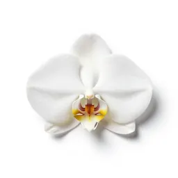 Vanilla orchid