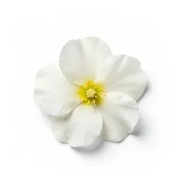 Wallflower