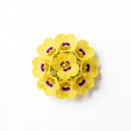 Wandflower