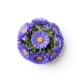 Wavy-leaved aster